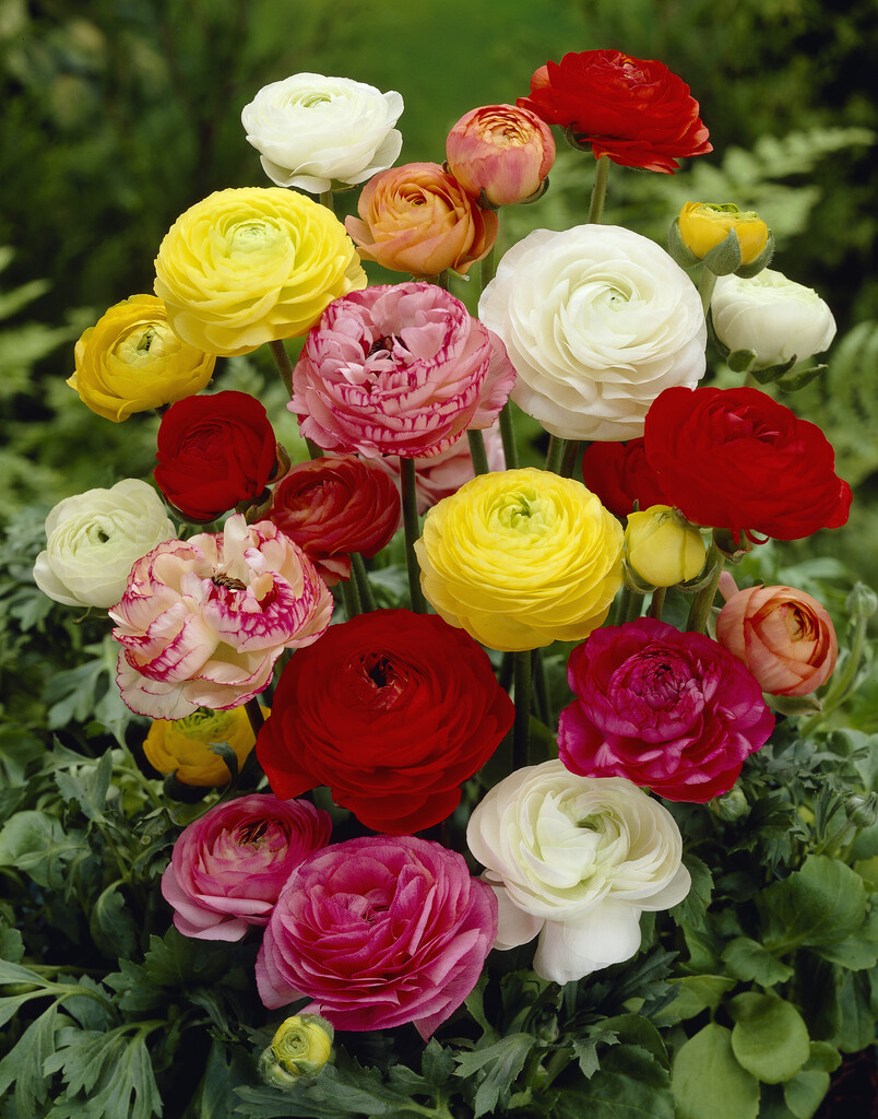 Ranunculus Asiaticus Mixed 6/7 (10)