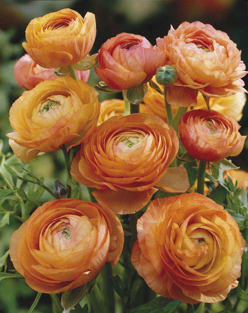 Ranunculus Orange 6/7 (10)