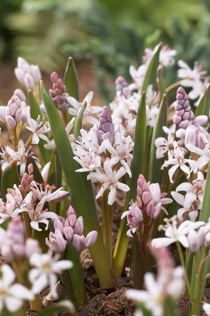 Scilla Bifolia Rosea 5/6 (10)