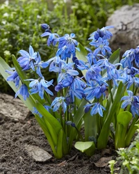 Scilla Siberica Blå 8/+ Blåstjärna - 100p