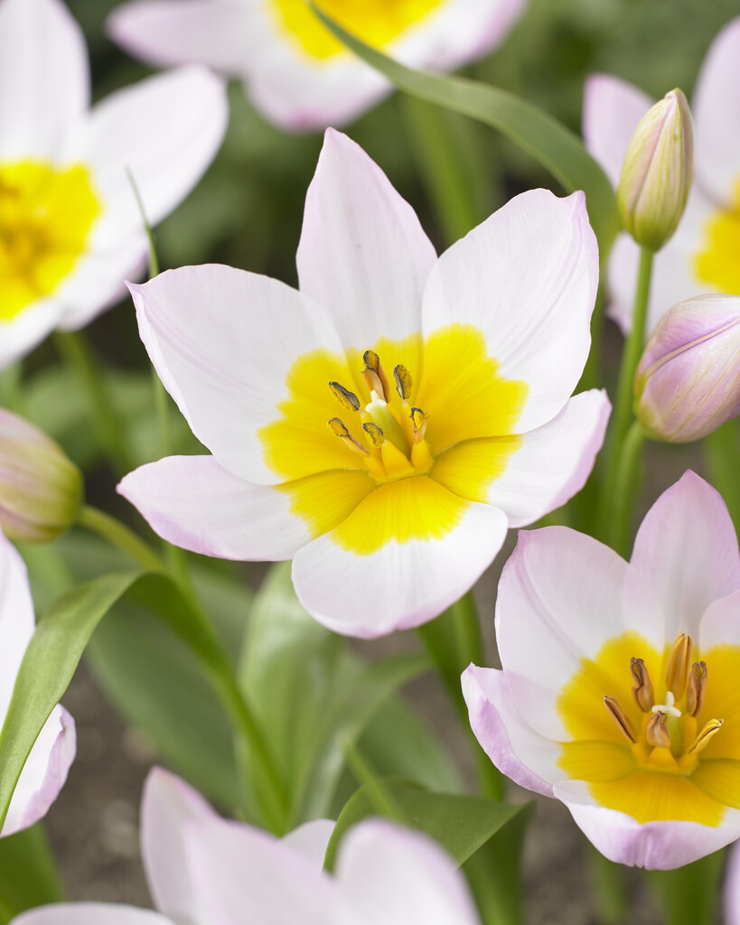 Tulpan Bakeri Liliac Wonder I Botanisk Rosa/Lila