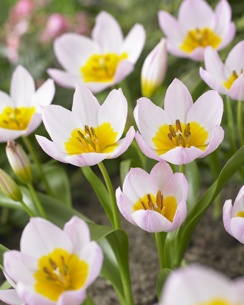 Tulpan Bakeri Liliac Wonder I Botanisk Rosa/Lila