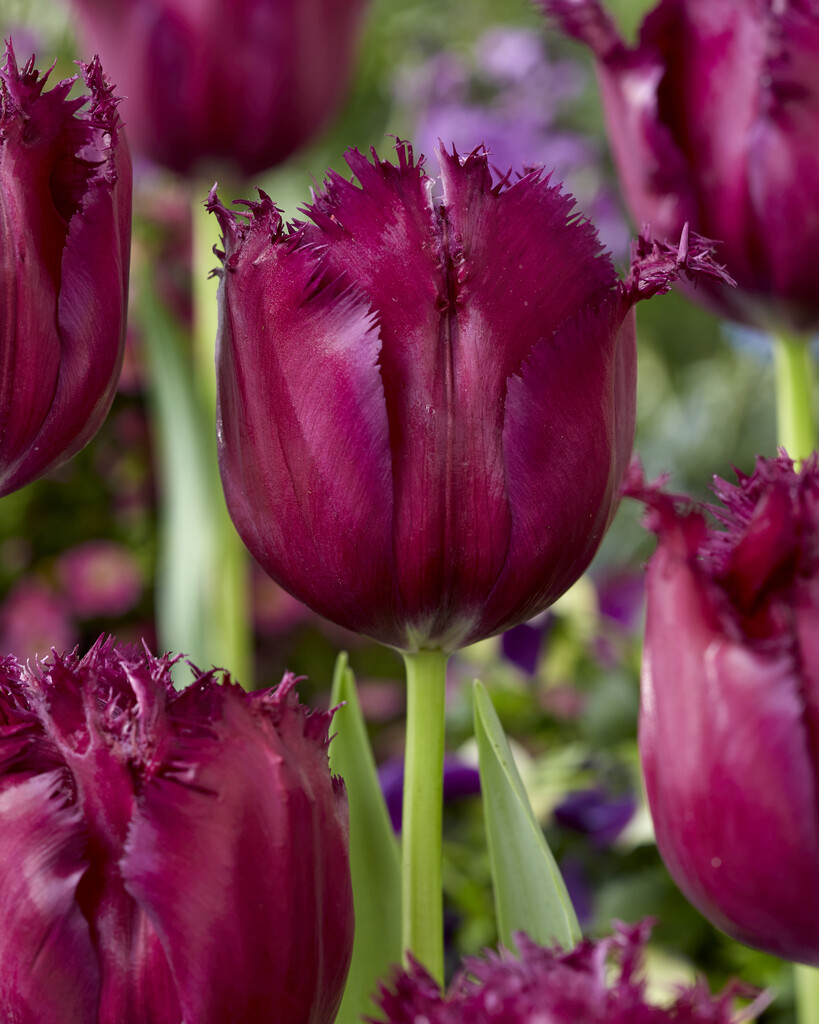 Tulpan Gorilla 12/+ (7)