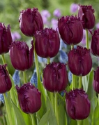 Tulpan Gorilla 12/+ (7)