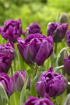 Tulpan Negrita Double 12/+ (7)