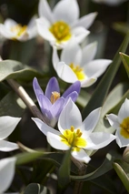 Tulpan Polychroma 5/6 (10)