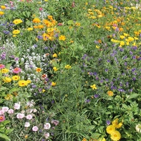 Fjäril & Biblandning 30-60 cm 100 g Ettårig