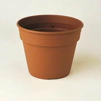 Amarylliskruka Tegel 15D 192 st