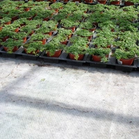 Vivapol 1,80x50m
