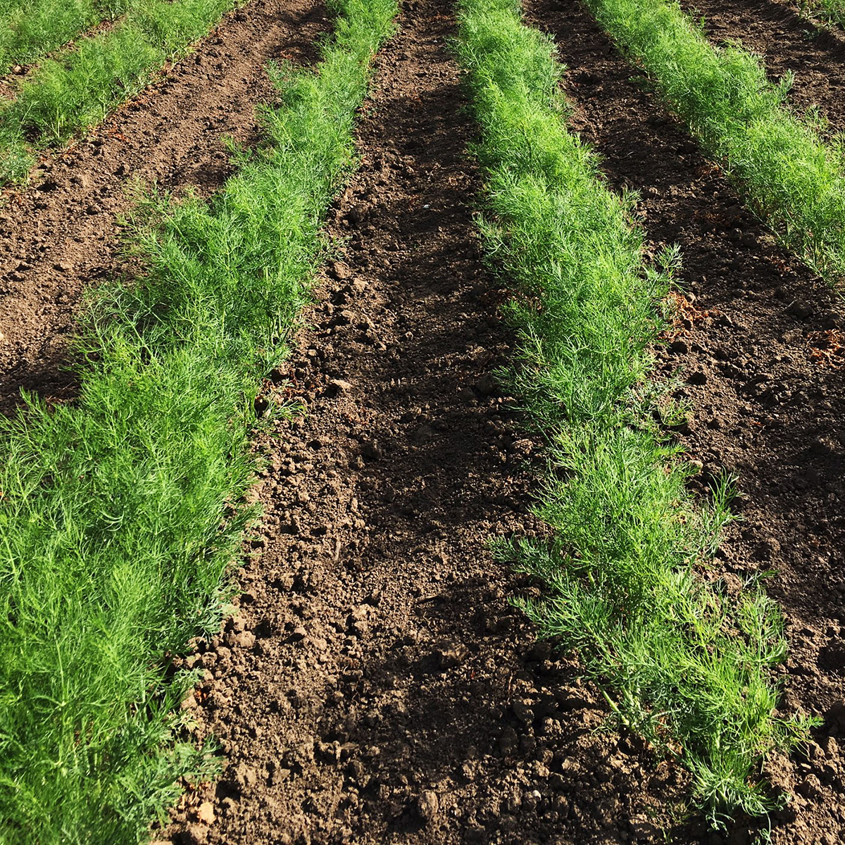 Dill Mammut obetat 100g PF, OB