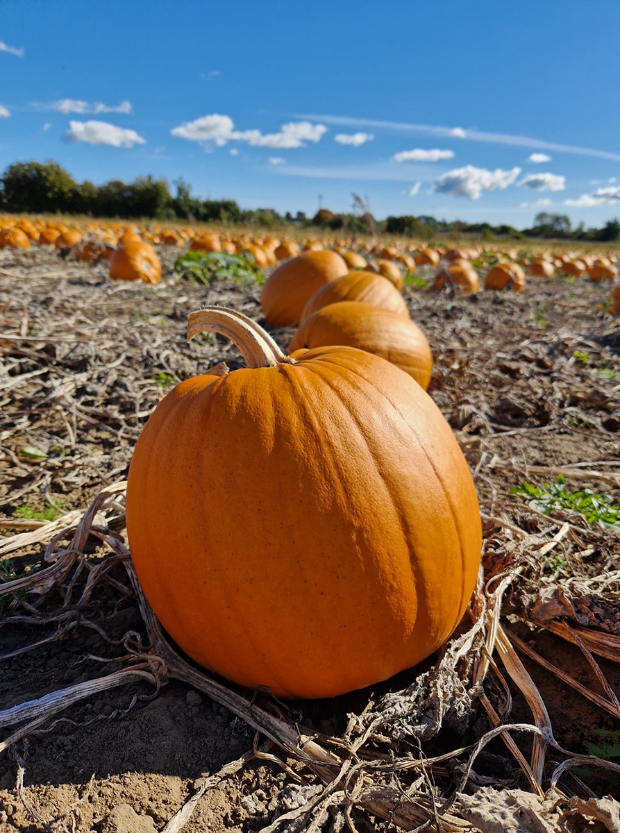 Pumpa Rocket 50 frö