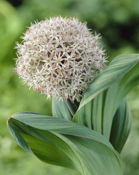 Allium Karataviense 14+ Vit ca 20 cm - 25p