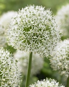 Allium Mont Blanc 20+ Vit ca 100cm - 25p