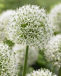 Allium Mont Blanc 20+ Vit ca 100cm - 25p