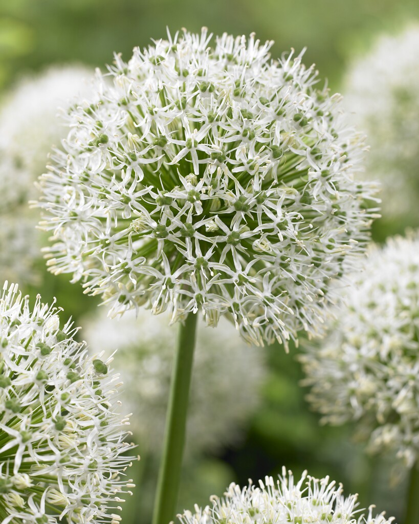 Allium Mont Blanc 20+ Vit ca 100cm - 25p