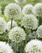 Allium Mont Blanc 20+ Vit ca 100cm - 25p