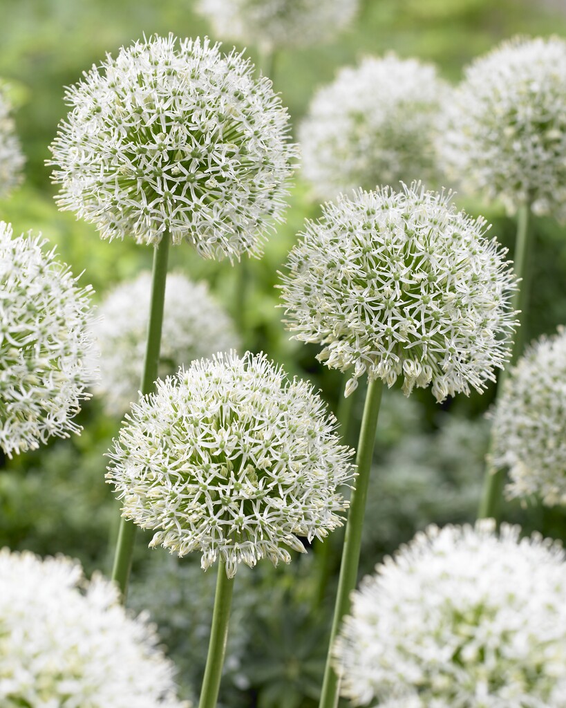 Allium Mont Blanc 20+ Vit ca 100cm - 25p