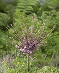 Allium Schubertii 14/16 (3)