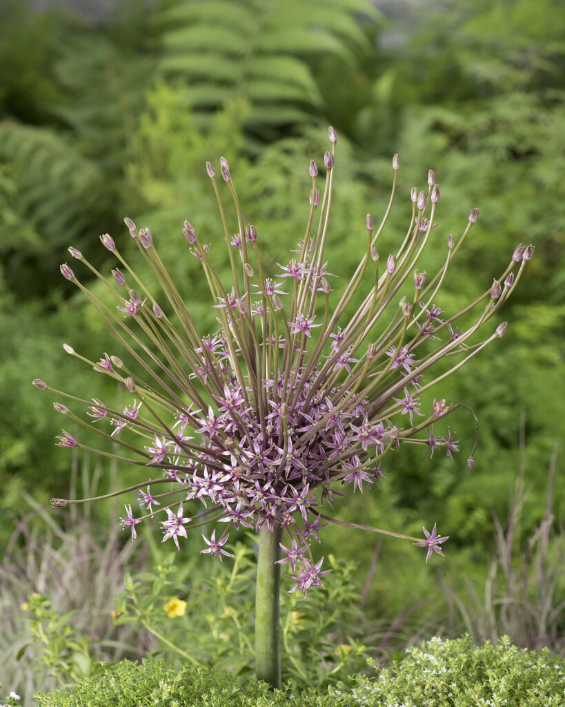 Allium Schubertii 14/16 (3)