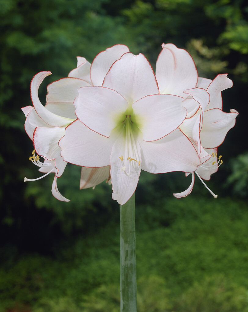 Amaryllis Picotee 30/32