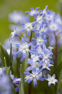 Chionodoxa Forbesii 5/+ Ljusblå/Viit (Vårstjärna) - 100p