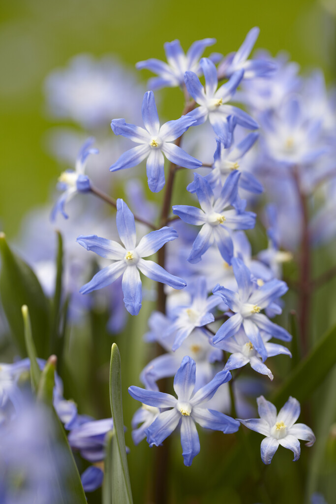 Chionodoxa Forbesii 5/+ Ljusblå/Viit (Vårstjärna) - 100p