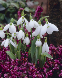 Galanthus Elwesii , snödroppe / 5+ Vit - 100p