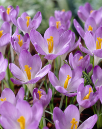 Krokus Tommasinianus Barr´s Purple 5+ Blå Vild Botanisk - 100p