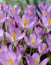 Krokus Tommasinianus Barr´s Purple 5+ Blå Vild Botanisk - 100p