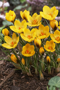 Krokus Goldilocks 5+ Guldgul Botanisk - 100p