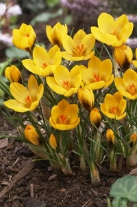 Krokus Gul  8/9(Yellow Mammoth) - 100p