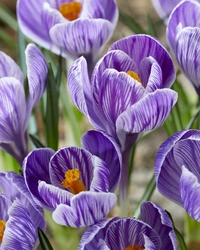 Krokus strimmig 8/9 King of Stripe Vit/Lila - 100p