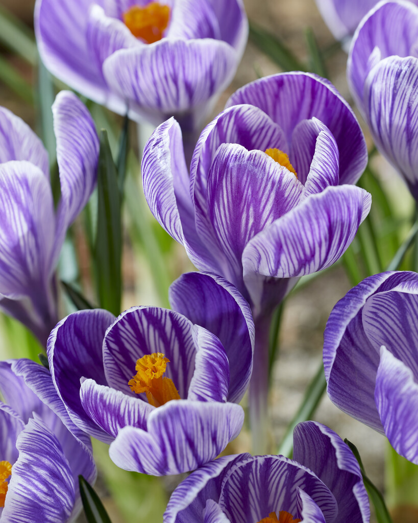 Krokus strimmig 8/9 King of Stripe Vit/Lila - 100p