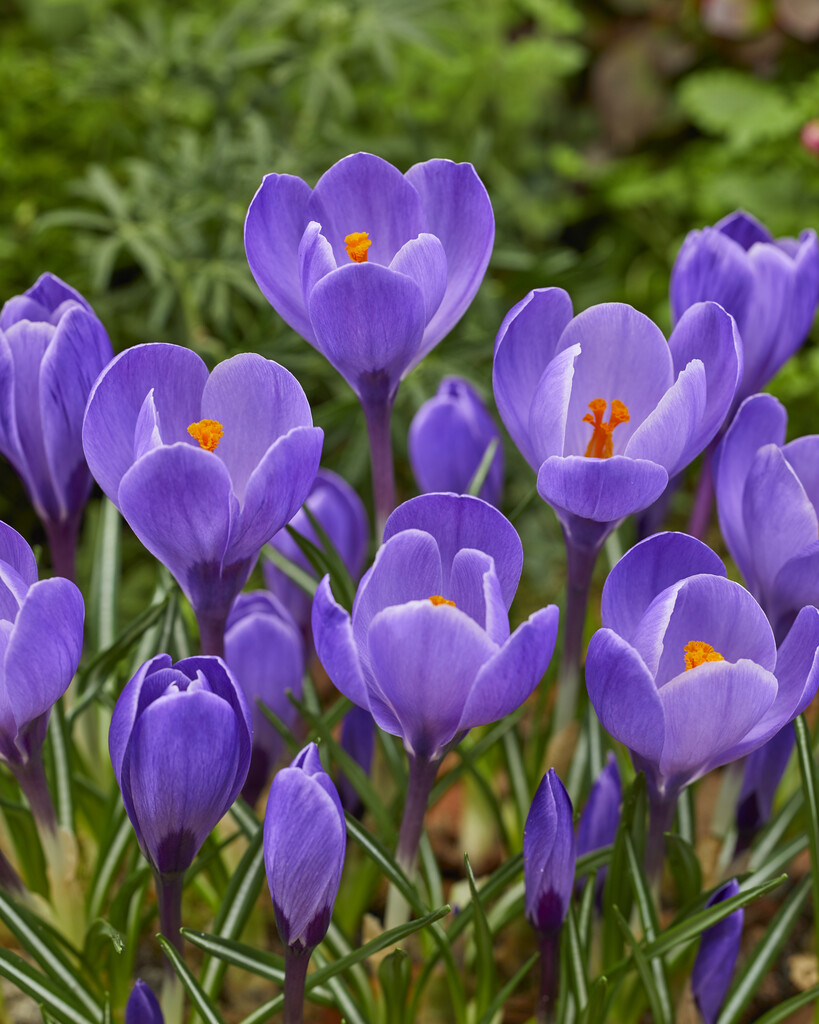 Krokus Blå 8/9 (Remembrance) Purpurviolet - 100p