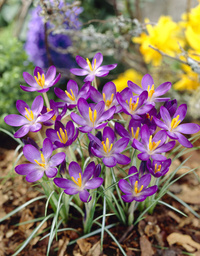 Krokus Tom. Whitewell Purple 5+ Violett Botanisk - 100p