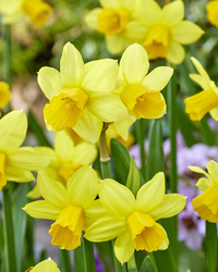 Narciss Tete á Tete 1214 25 pack Småblom Gul - 25p
