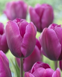 Tulpan Negrita  I Triumph Purpur - 50p