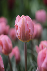 Tulpan Pretty Princess I Triumph Rosa/Röd - 50p