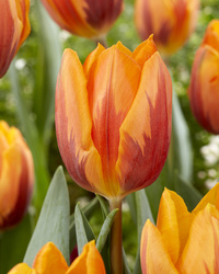 Tulpan Prinses Irene I Triumph Orange/lila - 50p