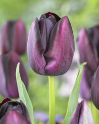Tulpan Queen of Night I Enkelblom Svart/Purpur - 50p