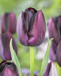 Tulpan Queen of Night I Enkelblom Svart/Purpur - 50p