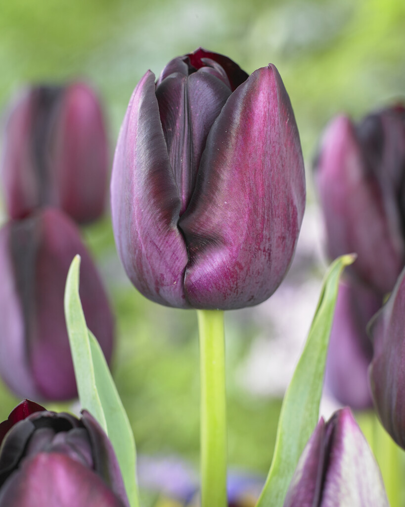Tulpan Queen of Night I Enkelblom Svart/Purpur - 50p