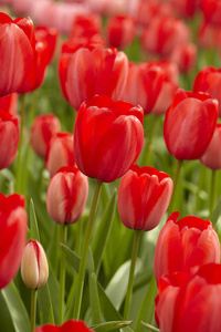 Tulpan Red Impression I Darwin Röd - 50p