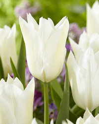 Tulpan White Triumphator I Liljeblom Vit - 50p