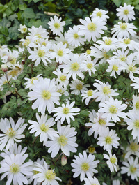Anemone bl White Splendor 5+ - 100p