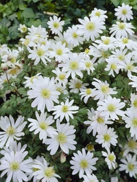 Anemone bl White Splendor 5+ - 100p