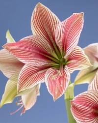 Amaryllis Exotic Star 30/32