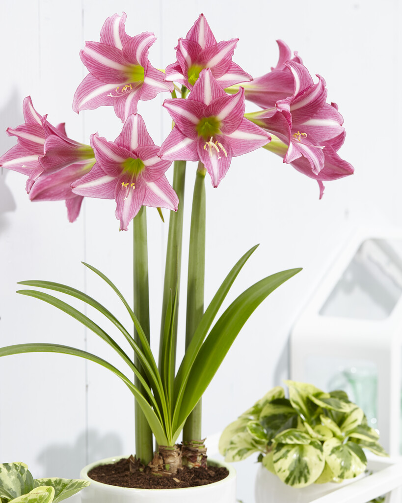 Amaryllis Estelle 30/32