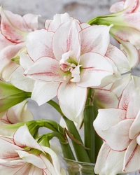 Amaryllis Elvas 30/32