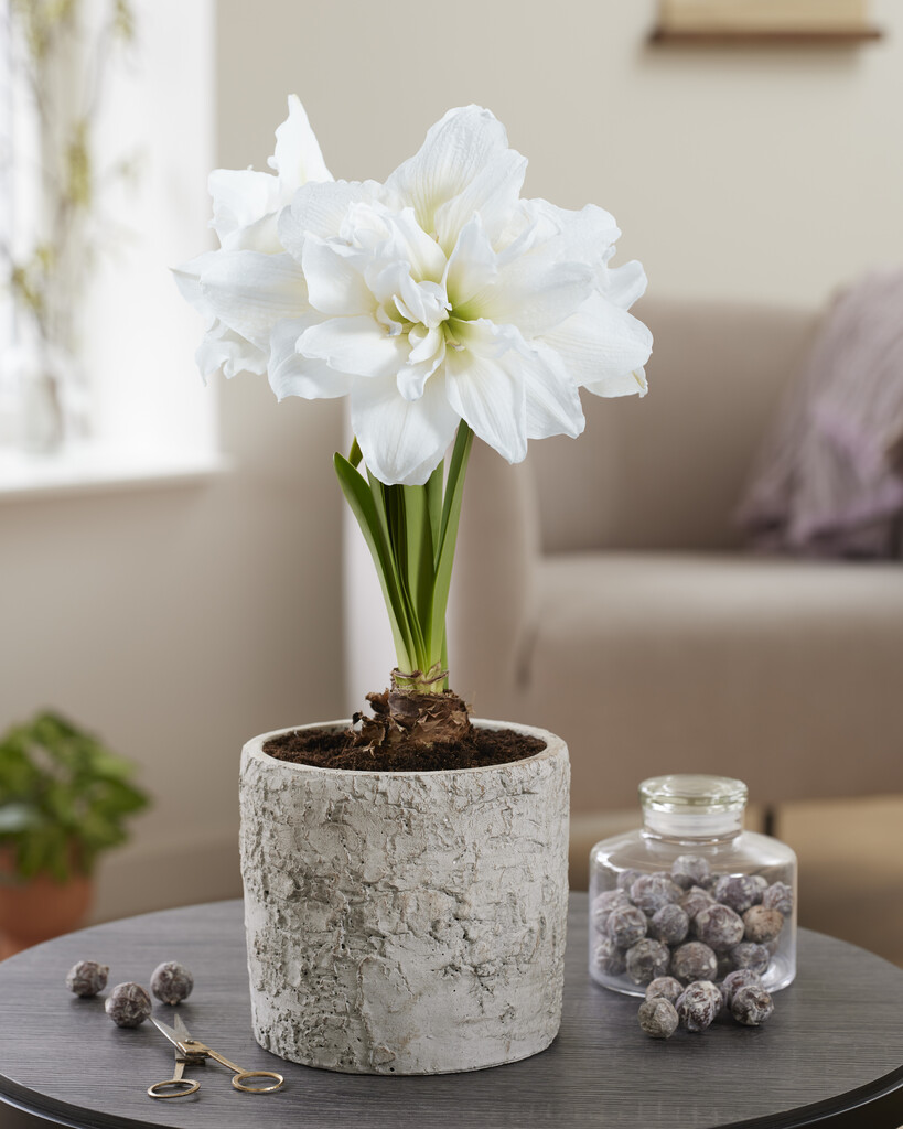 Amaryllis Arctic Nymph 30/32